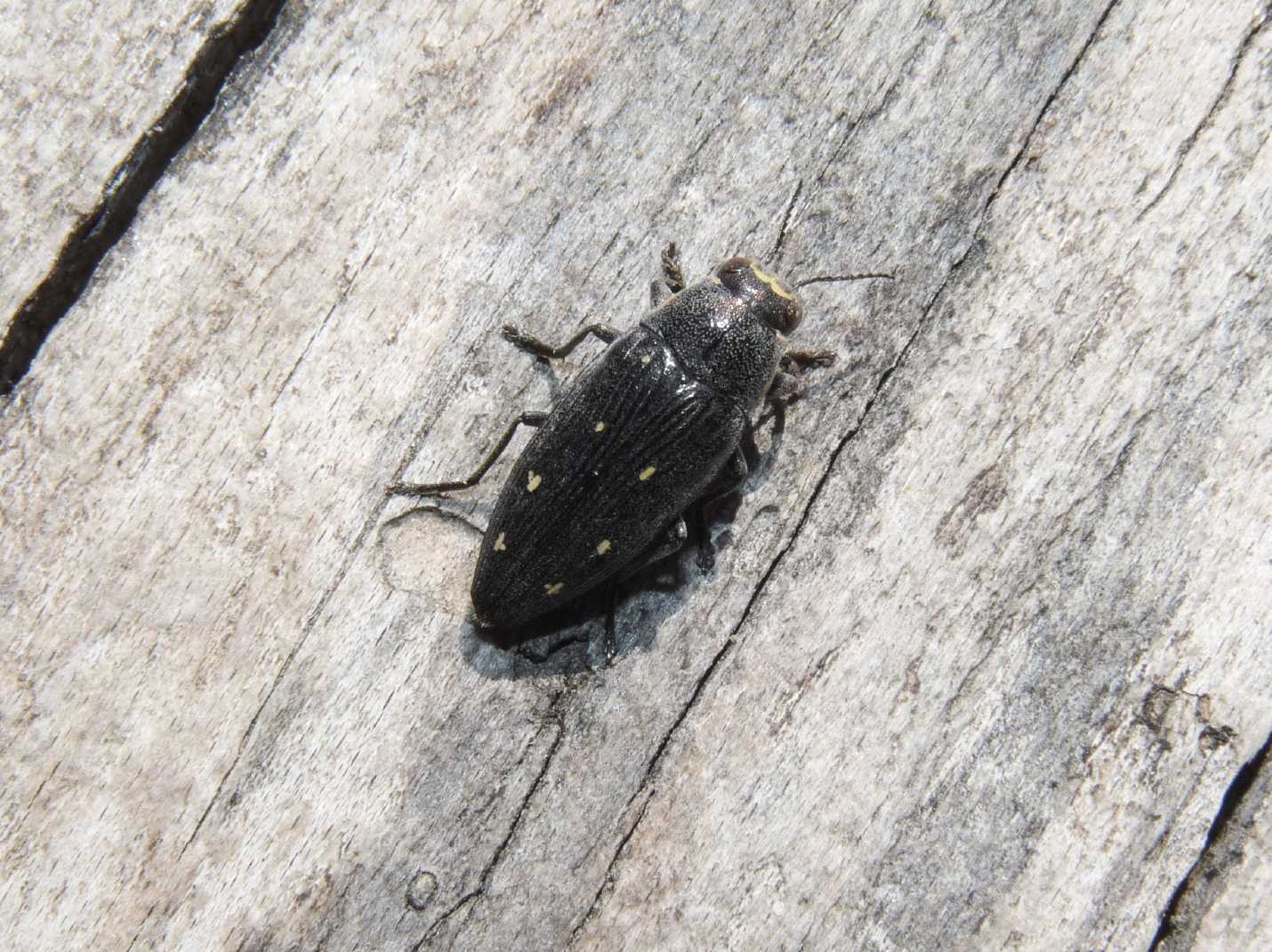 Buprestis novemmaculata in deposizione